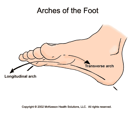 Arches of the Foot:  Illustration