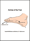 Thumbnail image of: Arches of the Foot:  Illustration