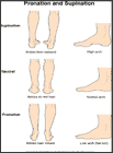 Thumbnail image of: Pronation and Supination:  Illustration