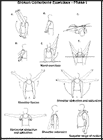 Thumbnail image of: Broken Collarbone Exercises, Phase I:  Illustration